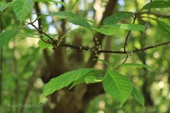 Villebrunea integrifolia